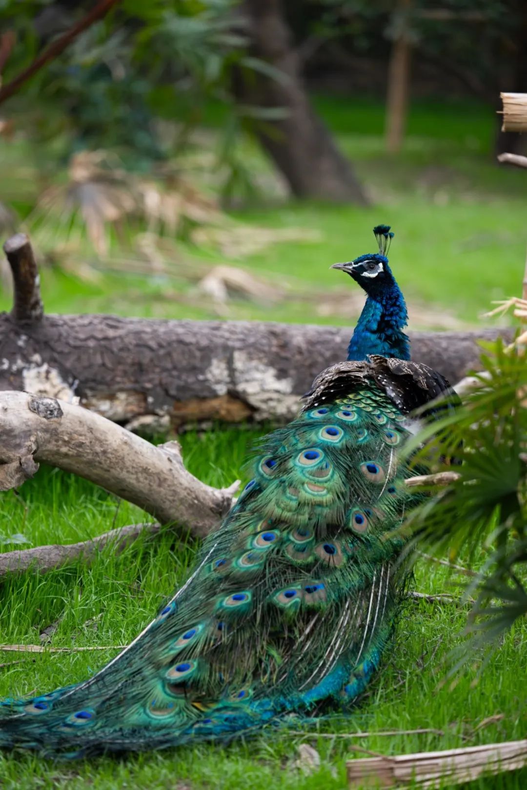 在鸟区步道与孔雀奇妙邂逅，这份指南请收好！2.jpg